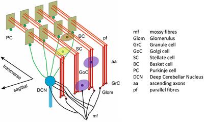 Towards a Bio-Inspired Real-Time Neuromorphic Cerebellum